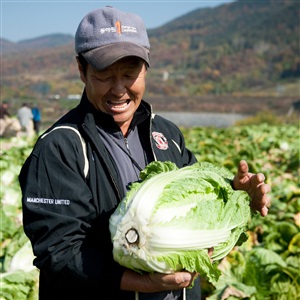 🥬 괴산 고랭지 절임배추 20kg 공구 이미지